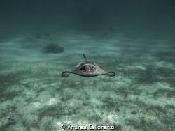 the Beautiful Southern Atlantic stingrays In the north So... by Andrea Iallorenzi 